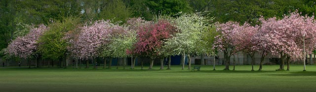 the meadows in edinburgh